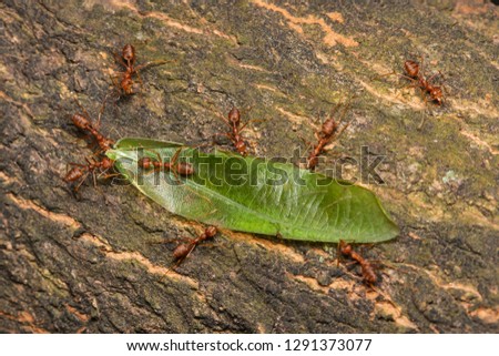 weaver ants teamwork carrying green grasshopper wing /bring it back to their nest