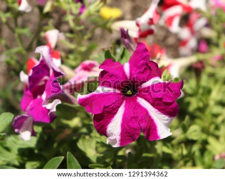 violet strip flower