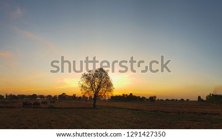 Silhouettes picture of trees and a herd of buffalo in the evening and the sun is beautiful.
