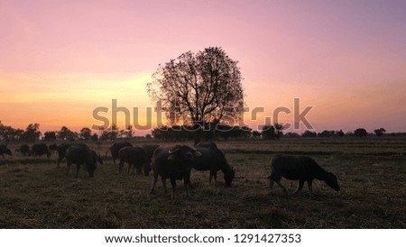 Silhouettes picture of trees and a herd of buffalo in the evening and the sun is beautiful.