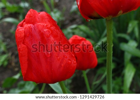 spring red tulip in the early morning after rain