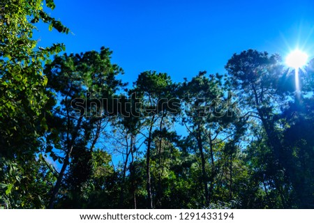 diciduous forest in sunny day clear blue sky . so hot