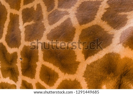 Genuine leather skin of giraffe with light at dark brown.