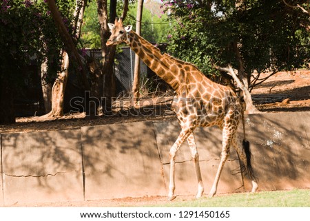 Close-up of a giraffe walking in the zoo.
