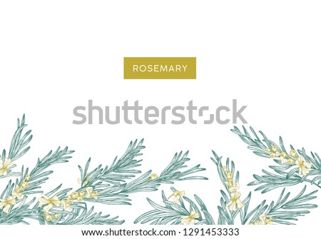 Natural banner template decorated with rosemary sprigs at bottom edge. Horizontal background with border made of aromatic wild blooming herb and place for text. Elegant stylish vector illustration.