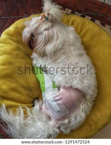 small dog will have problems with bone arthritis. this picture is a dog after operating on hip bone and put on a splint for 5 days 