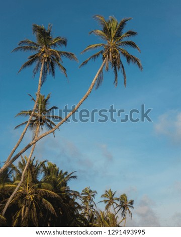 Palm trees during sunset in front of a blue sky, Tangalle Beach, Sri Lanka