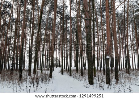 Tall pine trees in a snowy winter forest