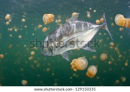 An adult Giant trevally (Caranx ignobilis) swims in an isolated marine lake filled with endemic jellyfish in Raja Ampat, Indonesia.  This fish must have gotten into the lake when it was a larvae.