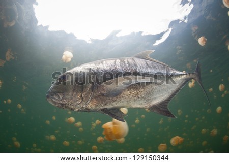 An adult Giant trevally (Caranx ignobilis) swims in an isolated marine lake filled with endemic jellyfish in Raja Ampat, Indonesia.  This fish must have gotten into the lake when it was a larvae.