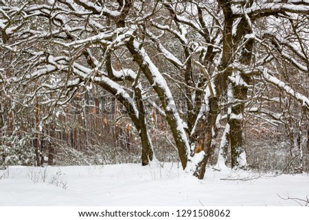 nice winter scene in forest in snow