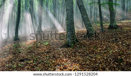 Sunbeam in the beech Forest. Sun rays pass through morning in the deciduous forest.
