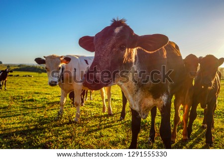 Happy cow family at farm in Brazil posing for the picture