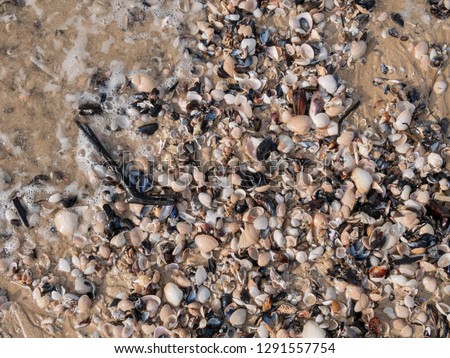 Sea shells on Lookout Beach. Plettenberg Bay. Garden Route. Western Cape. South Africa