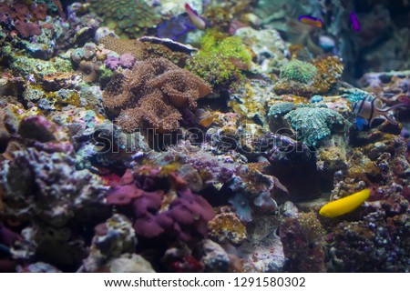 Multicolored corals background