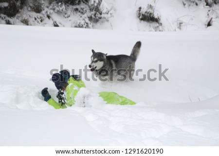 Husky plays with a girl in the woods. The dog runs in the snow. Drown in the woods in the snow. Husky travels. Snow and winter. Dog games with a woman