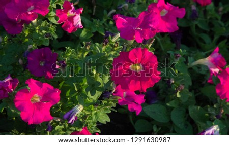 Petunia is one of the flowering plants of South American origin. This is the name of the French national name, the word petun, which means tobacco, from the language of Tupi - Guarani.