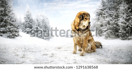 Brown big dog on snow and winter forest with snow flakes decoration 