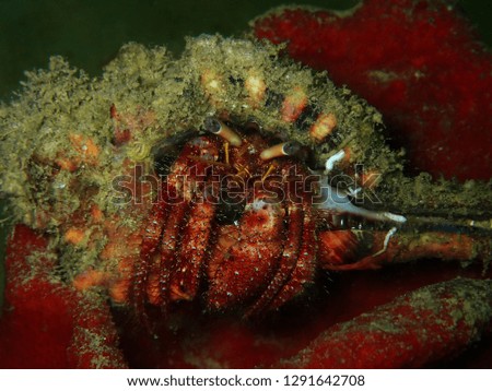 Closeup and macro shot of hermit crab during a leisure dive in Tunku Abdul Rahman Park, Kota Kinabalu, Sabah. Malaysia, Borneo.