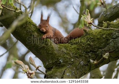 Squirrel climbing in a tree.