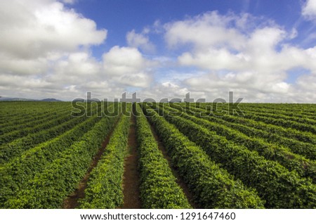 Farm, Coffee Crop, Plantation, Agriculture Royalty-Free Stock Photo #1291647460