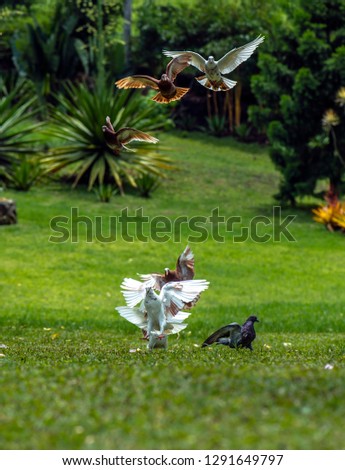 a bunch of doves fluttering in a green and beautiful garden