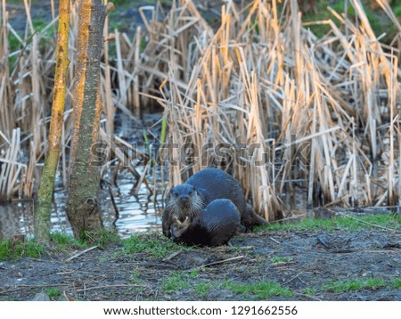 Eurasian otter (Lutra lutra) family playing on grass bank.