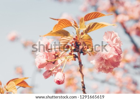 Cherry blossoming in the sunshine. Spring and tranquil nature concept. Toned image. Horizontal