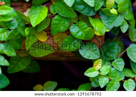 Beauty green leaves on wood timber for environment background concept