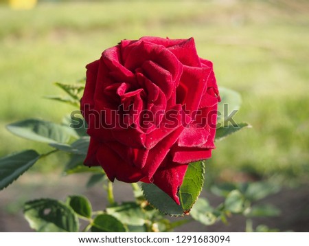 Beautiful blossoming red rose in the garden.