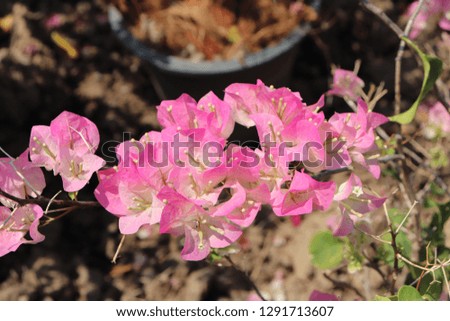 pink flower strips white