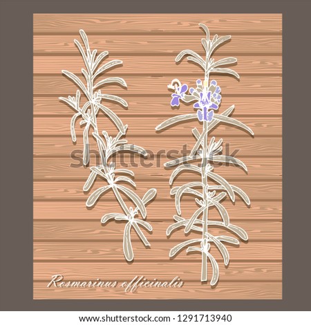 Rosemary plant. Branches of medicinal plant rosemary on wood board brown background. Design element flat design stock vector illustration. Hand drawn colorful stock vector illustration, design element