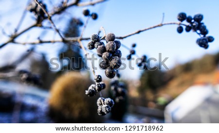 Beautiful closeup of a chokeberry twig at a freezing cold winter day with blue sky in the background