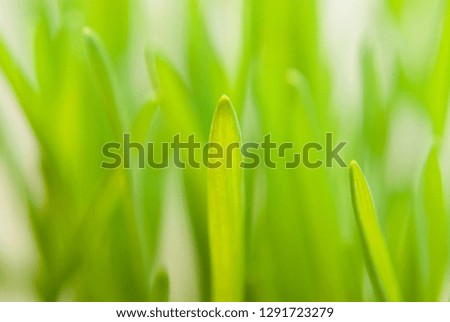 Green Wheat Grass Stalk Leaves Sprouting from the Ground Close Up Macro Background Photo