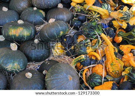 pumpkins, gourds, and kabocha squashes under sunshine day