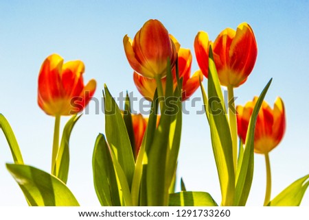Spring flowers - bunch of orange tulip flowers on blue sky background.