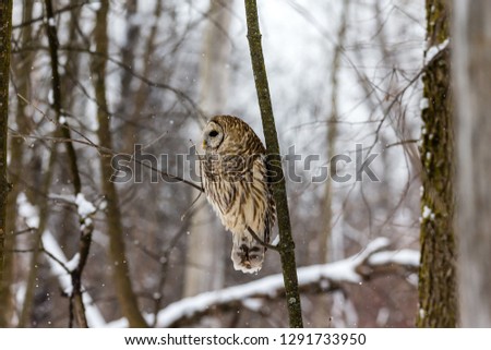 Barred owl perched alert looking for voles in mid winter in a boreal forest Quebec, Canada.