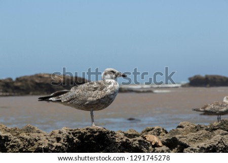 Seagull in Essaouira, Morocco.
