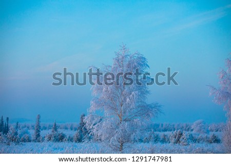 Winter landscape. The sunbeam shines through the branches of trees. Forest under white snow.