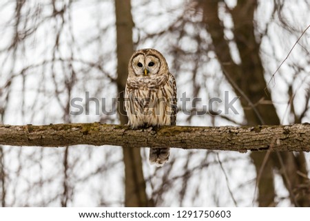 Barred owl deep in a winter scene deep in a boreal forest Quebec, Canada.