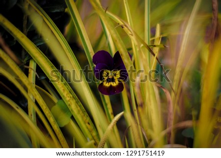 Isolated Pansy in Monkey Grass Macro Photography