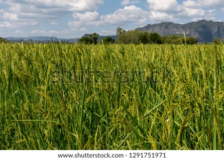 Beautiful view of rice paddy field and mountain background