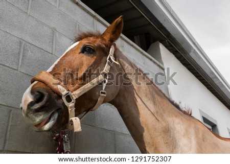 Horse in Madrid, Spain.