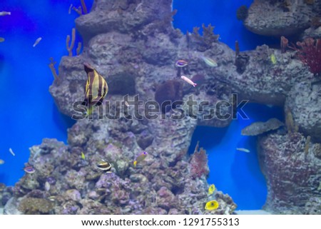 colorful tropical exotic fish on the background of the reef