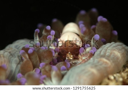 Egg shell shrimp (Hamopontonia corallicola). Picture was taken in Lembeh Strait, Indonesia