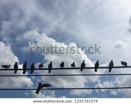 pigeon in Bangkok