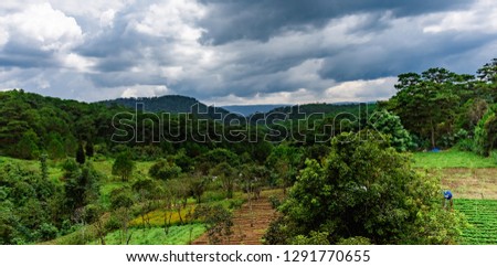 Summer warm sun light pine forest aerial view. Aerial top view forest