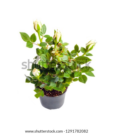 Miniature young rose in a flower pot isolated on white background