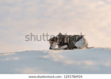 Small cute handsome Jack Russell Terrier dog with protective clothing in nature be on the move in front of atmospheric cloudy sky