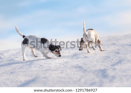 Two small Jack Russell Terriers 12 and 9 years old sniffing on a snowy meadow in winter in front of blue sky